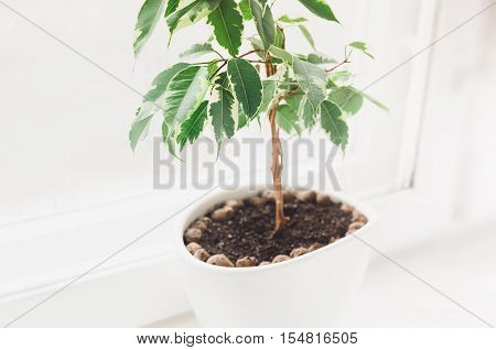Ficus benjamina in white flowerpot stand on white window sill