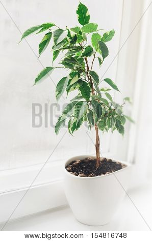 Ficus benjamina in white flowerpot stand on white window sill