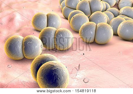 Bacteria Neisseria gonorrhoeae or Neisseria meningitidis, gonococcus and meningococcus, 3D illustration. Bacteria which cause gonorrhoeae. Bacteria which cause meningitis