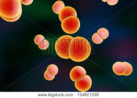 Bacteria Neisseria gonorrhoeae or Neisseria meningitidis, gonococcus and meningococcus, 3D illustration. Bacteria which cause gonorrhoeae. Bacteria which cause meningitis