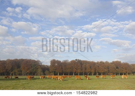 limousin cows in dutch meadow before autumn forest in warm morning light on utrechtse heuvelrug near Doorn