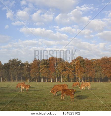 limousin cows in dutch meadow before autumn forest in warm morning light on utrechtse heuvelrug near Doorn