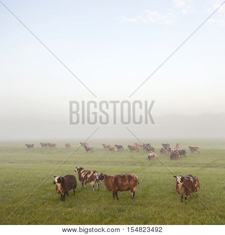 sheep stand and graze in early morning misty meadow in holland in warm light