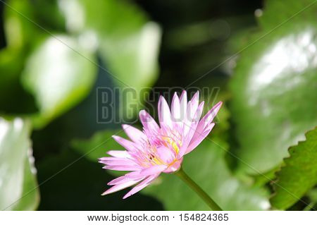 Multicolored flowers lilies grow in the water Thailand. Southeast Asia