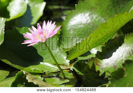 Multicolored flowers lilies grow in the water Thailand. Southeast Asia