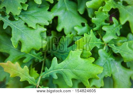 Bright green leaves of the oak tree