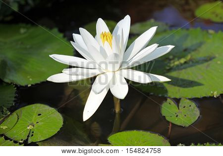 Multicolored flowers lilies grow in the water Thailand. Southeast Asia