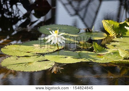 Multicolored flowers lilies grow in the water Thailand. Southeast Asia