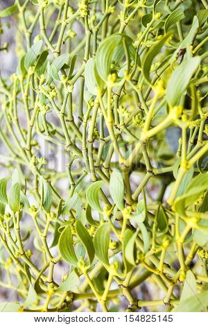 Mistletoe (Viscum album) on the tree. Close up.