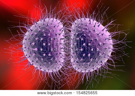 Bacteria Neisseria gonorrhoeae or Neisseria meningitidis, gonococcus and meningococcus, 3D illustration. Bacteria which cause gonorrhoeae. Bacteria which cause meningitis