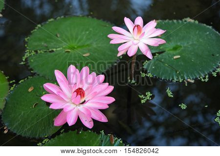 Multicolored flowers lilies grow in the water Thailand. Southeast Asia