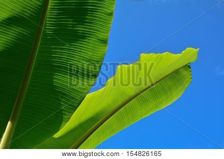 Two banana leaves with a bright sky.
