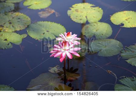 Multicolored flowers lilies grow in the water Thailand. Southeast Asia