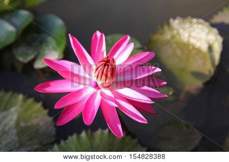 Multicolored flowers lilies grow in the water Thailand. Southeast Asia
