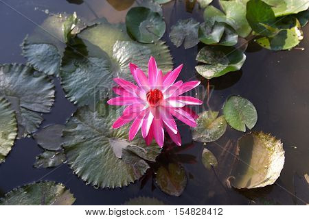 Multicolored flowers lilies grow in the water Thailand. Southeast Asia