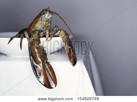 Fresh lobster on a white plate and table. Close up