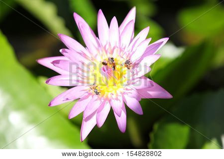 Multicolored flowers lilies grow in the water Thailand. Southeast Asia