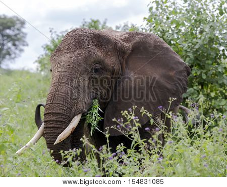 African bush elephant (Loxodonta africana) with large wide ears grazing in the meadows of the savannah in Tarangire National Park, Tanzania.The African bush elephant is the largest and heaviest land animal on earth.
