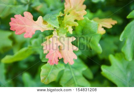 Bright green and young pink leaves of the oak tree