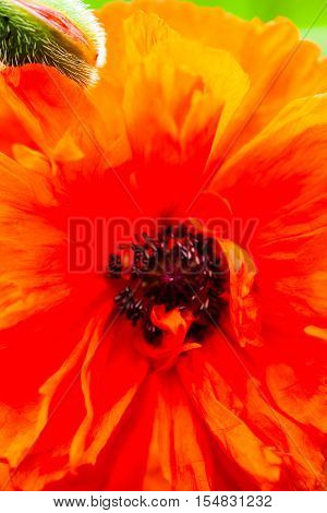 Closeup of the blooming red poppy flower and poppy bud.