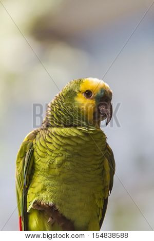 Close view of the yellow-naped parrot (Amazona auropalliata)
