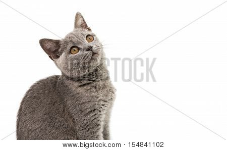 Beautiful domestic gray or blue British short hair cat with yellow eyes on a white background