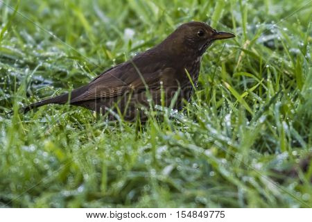 Blackbird (turdus Merula)