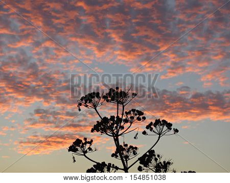 Tree and the horizon. Sunset in Istanbul
