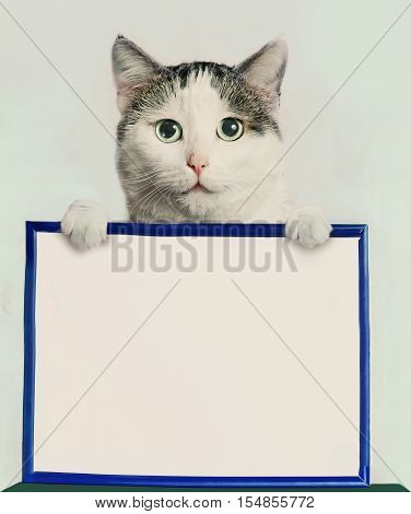 tom male adult cat hold blank paper in frame with copy space close up photo
