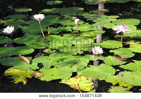 Multicolored flowers lilies grow in the water Thailand. Southeast Asia