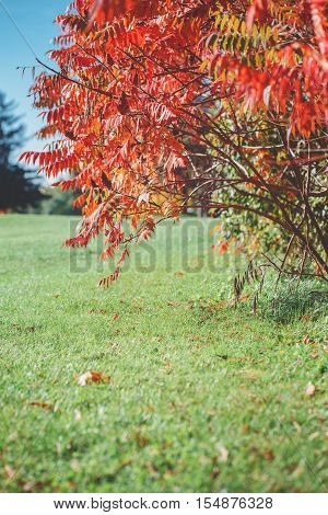 Beautiful red autumn fall tree acacia on green meadow field on sunny day blue sky. Selective focus. Copy space for text. Toned with filters