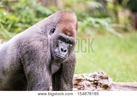 Silver Back Gorilla Looking Alert And Menacing Against A Natural Background