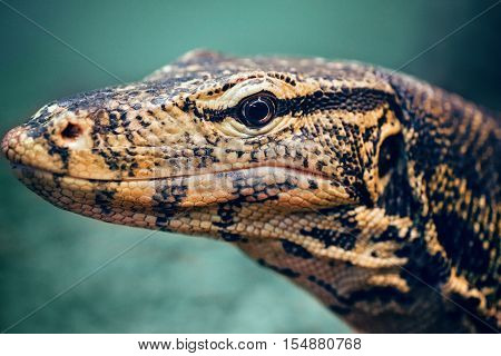 Closeup portrait of large lizard iguana in zoo arboreal species of lizard reptilia