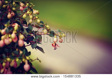 Bush group of small pink fuchsia flowers with green leaves selective focus shallow depth of field toned with Instagram filters copy space for text green background