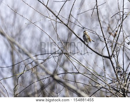 Perched Fox Sparrow makes serious eye contact