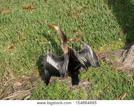 Backside of a sunning Anhinga (Snake) bird in Celebration Florida
