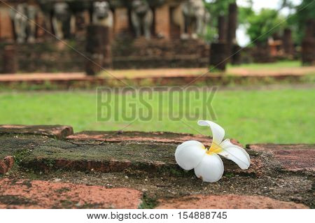 Plumeria flower on lateritei Historical Park background