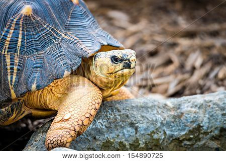 a Razor-Backed Musk Turtle (Sternotherus carinatus) Kinosternidae