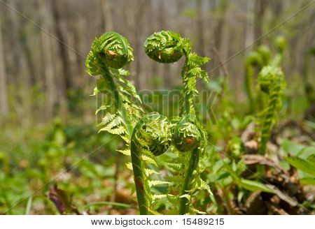 Jeune Fern