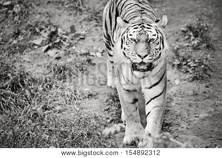 Large Walking Tiger Front View Black and White