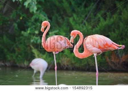 Two Pink Flamingos Standing in Water with White Bird in Background