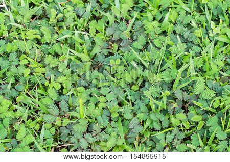 grass background grass texture pattern, plant, puttig seamless,