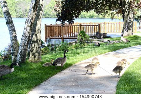 Geese and ducklings crossing path at the lake