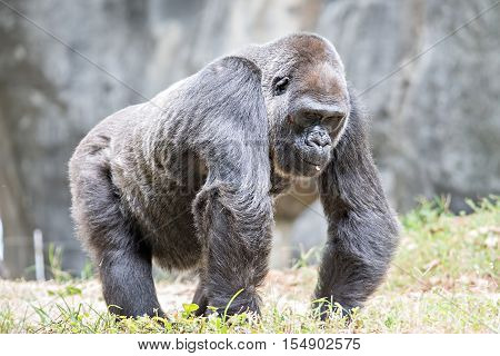 Silver back gorilla looking alert and menacing against a natural background