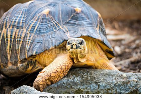a Razor-Backed Musk Turtle (Sternotherus carinatus) Kinosternidae