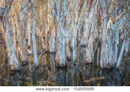 Paperbark trees growing in a swamp at Herdsman Lake in Perth in Western Australia.