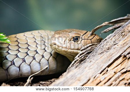 a florida pine snake nonvenomous reptile closeup