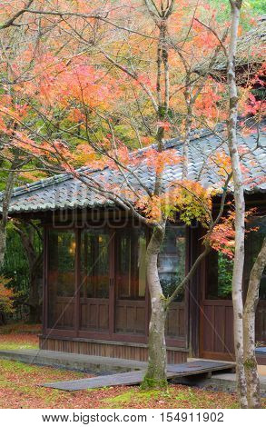 Japanese maple in autumn season at Lake Kinrinko Yufuin Japan