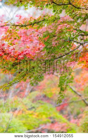 Japanese maple in autumn season for background Lake Kinrinko Yufuin Japan