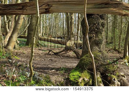 A beautiful woodland Scene with old trees and bluebells (Hyacinthoides non-scripta)